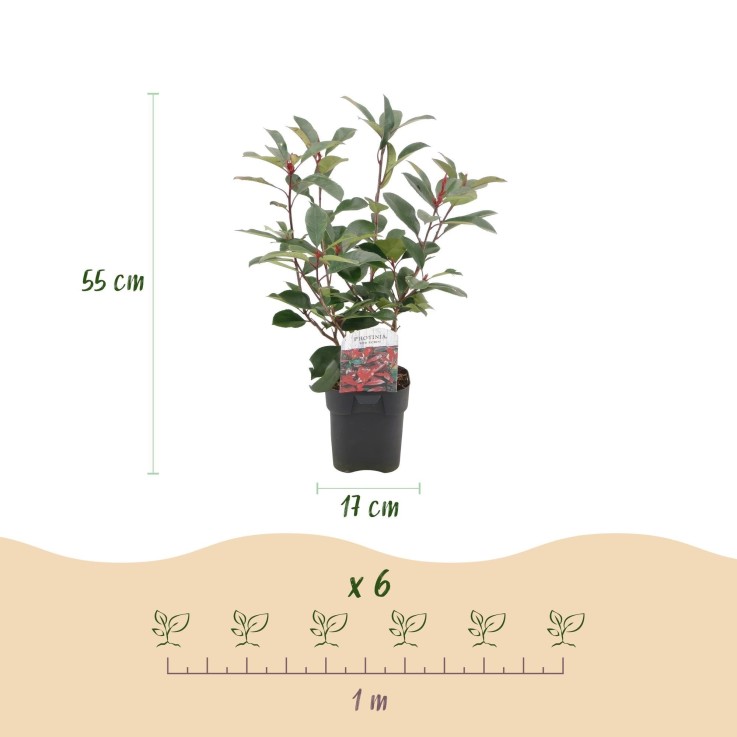 Photinia Rouge x6