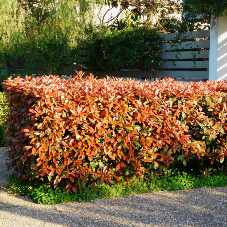 Photinia Rouge x6