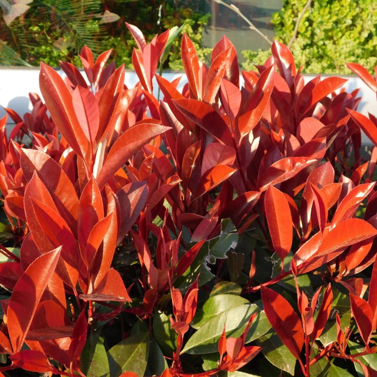 Photinia Rouge x6