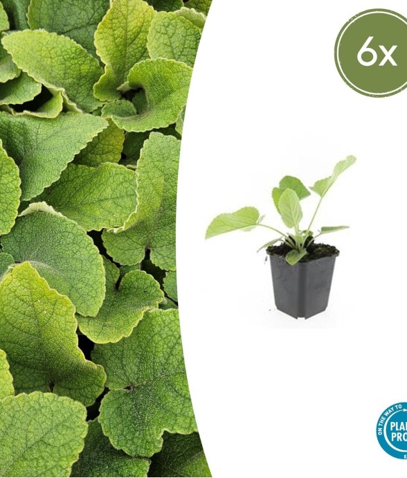 Sauge de Jérusalem -  60