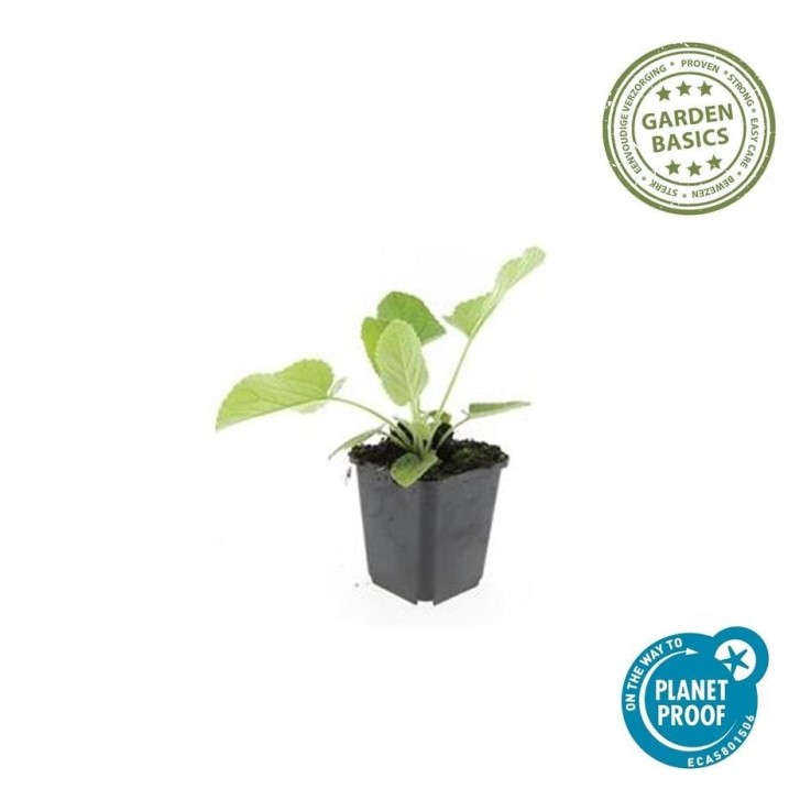 Sauge de Jérusalem -  60