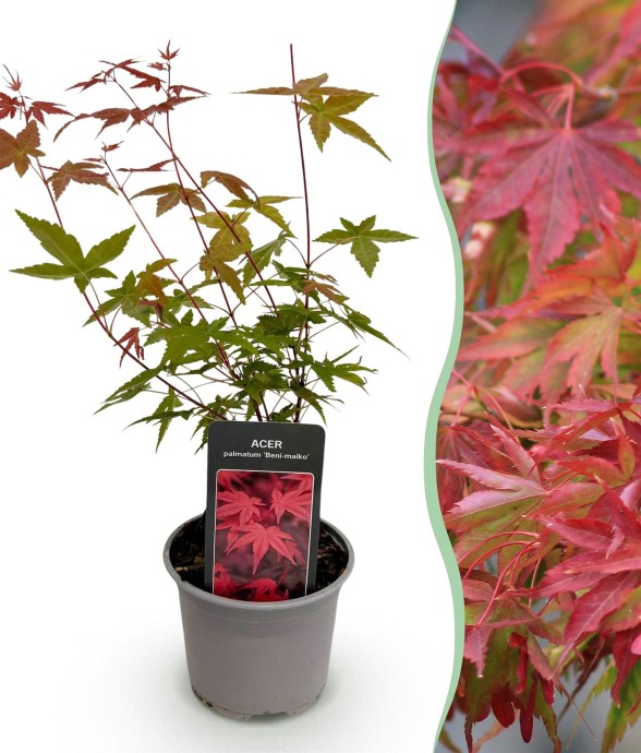 Erable du japon Beni-maiko