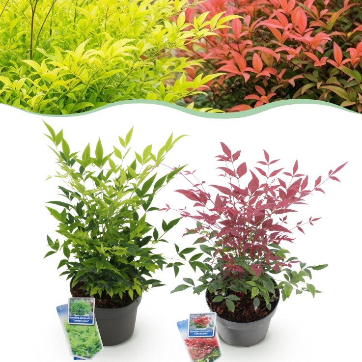 Nandina domestica Duo x2