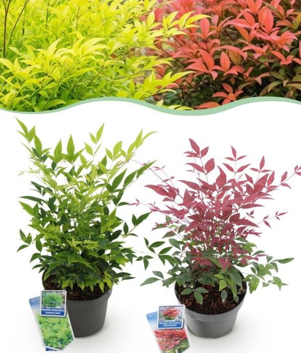 Nandina domestica Duo x2