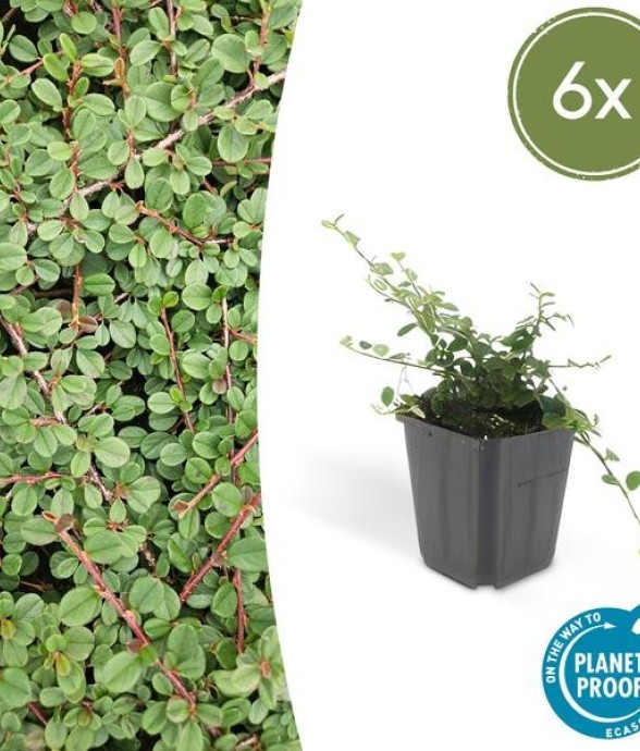 Cotonéaster rampant 'Queen...