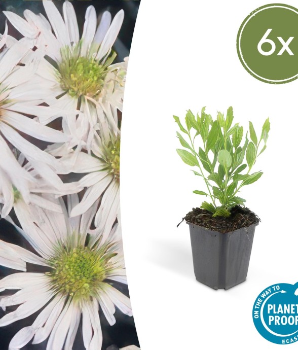 Aster du Japon 'Ashvi' -  12