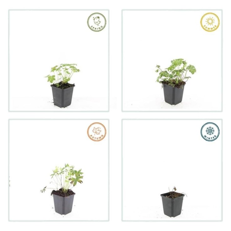 Géranium sanguin 'Album' -  12