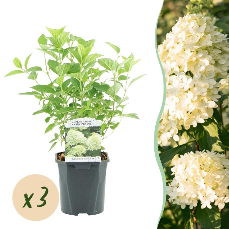 Hortensia Limelight x3