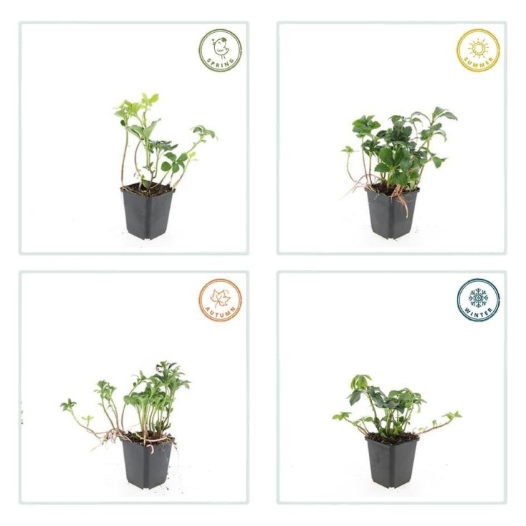 Pachysandre du Japon 'Green Sheen' -  60