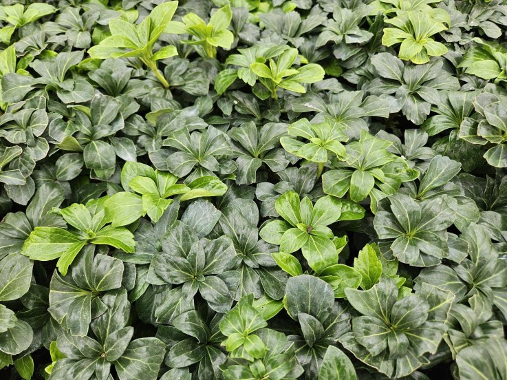 Pachysandre du Japon 'Green Sheen' -  60
