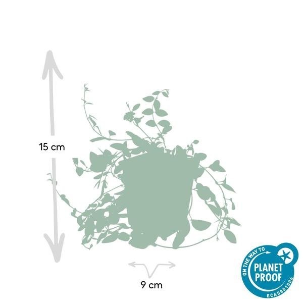 Petite Pervenche 'Atropurpurea' -  60