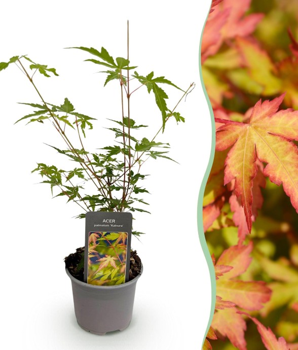 Érable du Japon Sangokaku