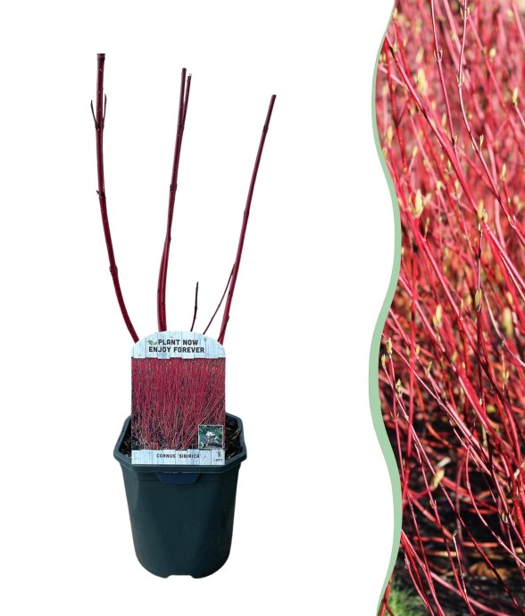 Cornouiller de Sibérie x1