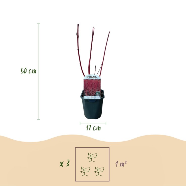 Cornouiller de Sibérie x1