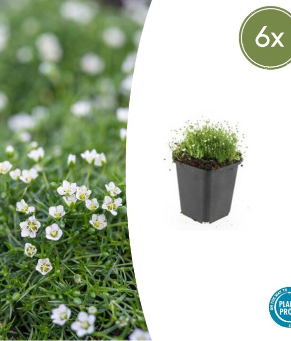 Sagine subulée -  6