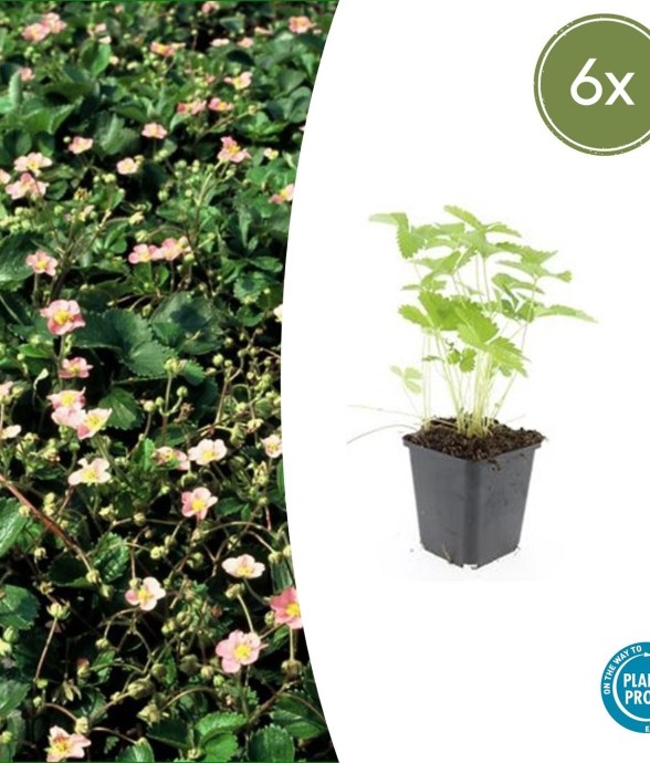 Fraisier des bois (Fragaria...