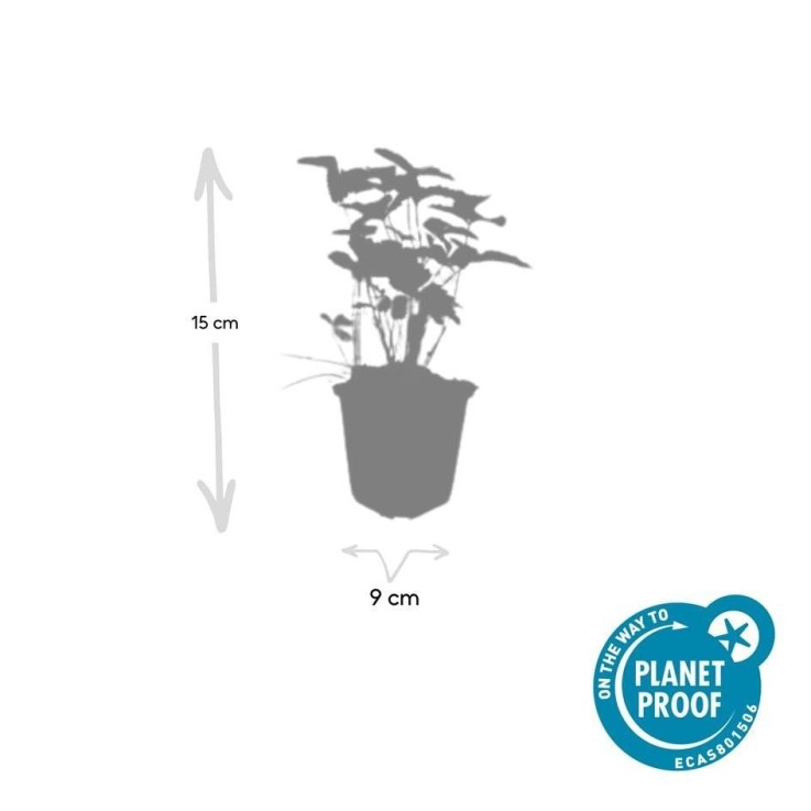 Fraisier des bois (Fragaria vesca) -  60