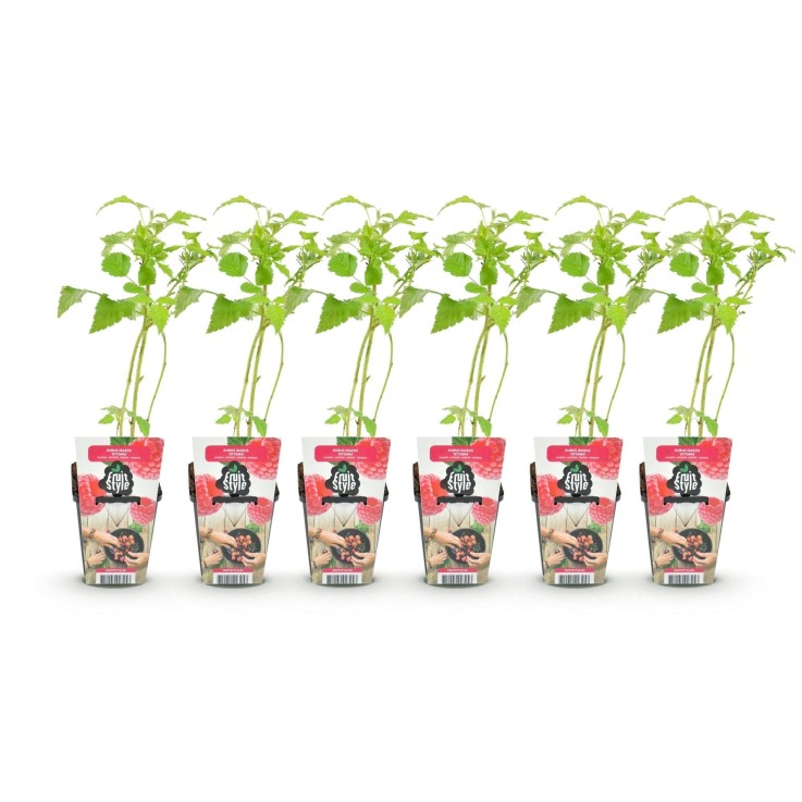 Framboisier Ottawa x6