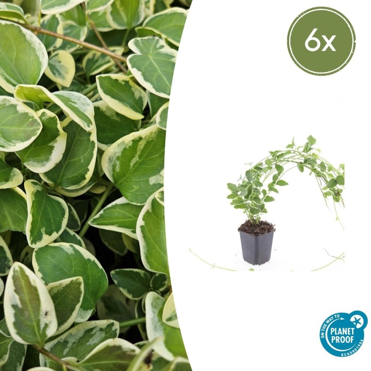 Grande Pervenche 'Variegata' -  6