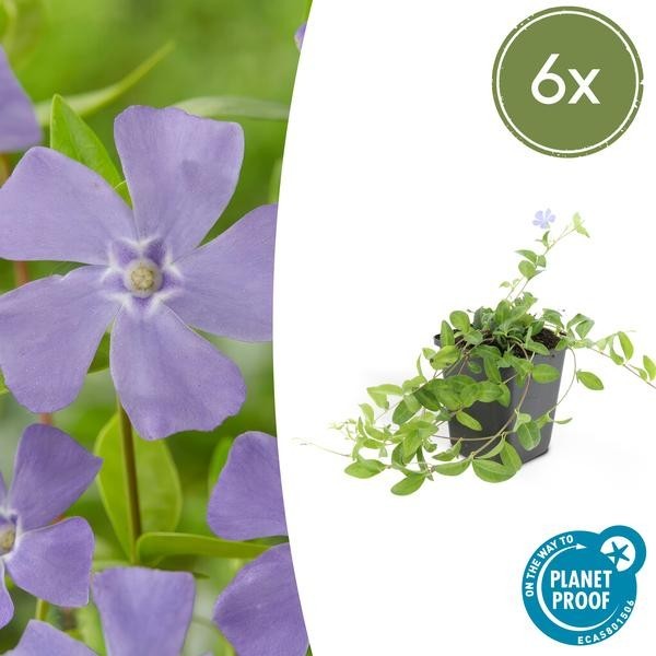 Petite Pervenche (Vinca minor) -  12