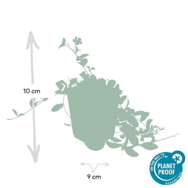 Petite Pervenche (Vinca minor) -  12