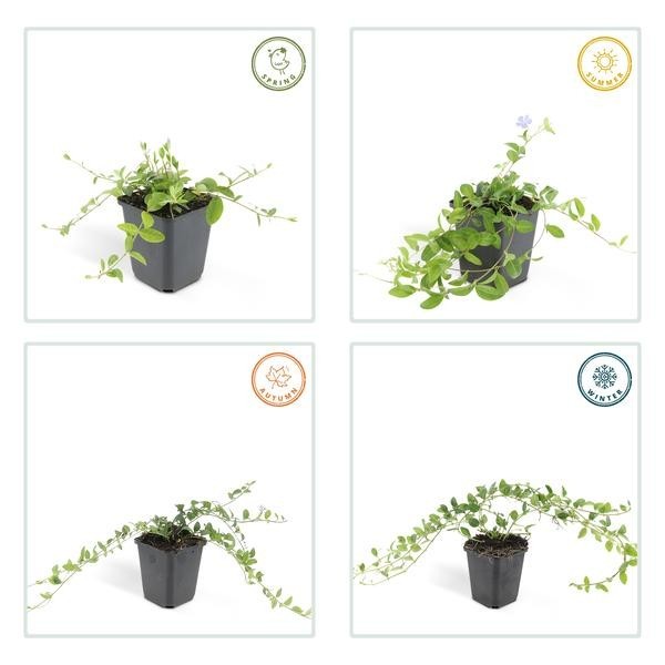 Petite Pervenche (Vinca minor) -  12