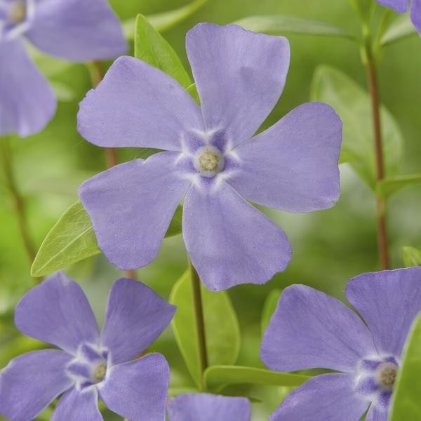 Petite Pervenche (Vinca minor) -  12