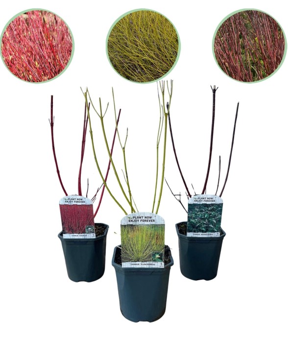 Cornouillers tricolor x3