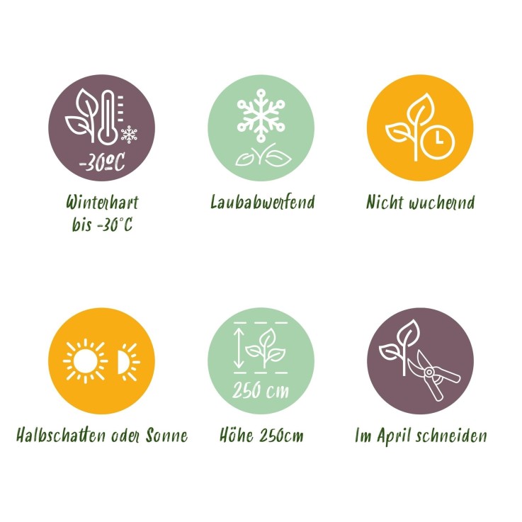 Cornouillers tricolor x3