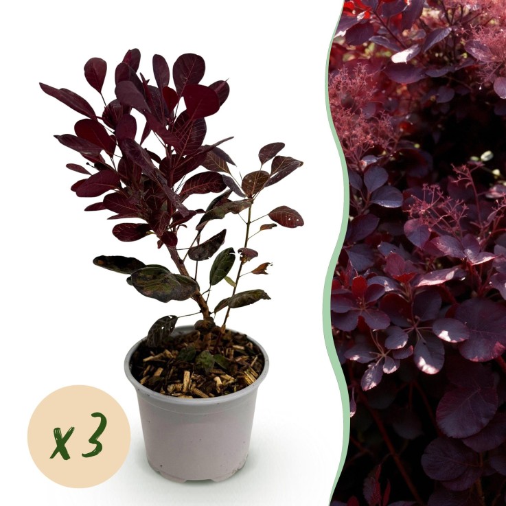 Cotinus coggygria Lilla x3