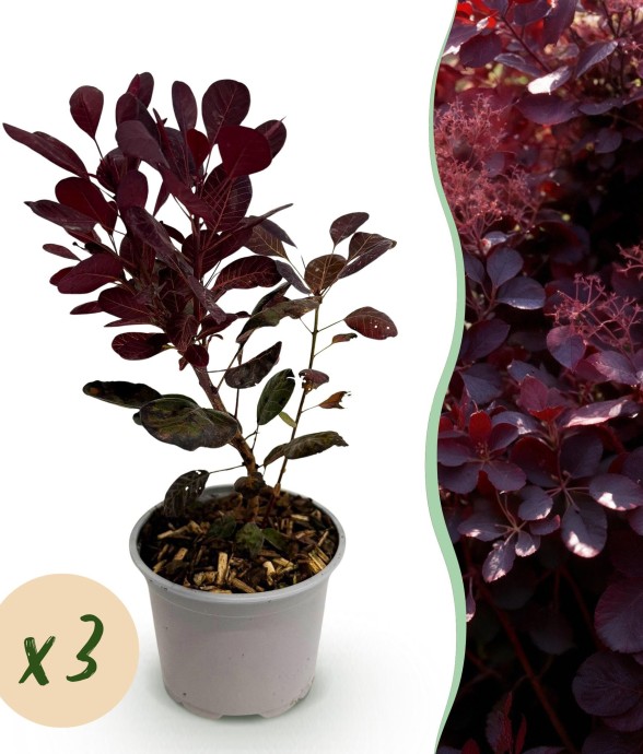 Cotinus coggygria Lilla x3