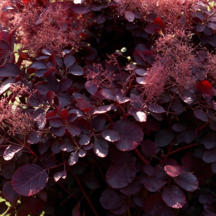 Cotinus coggygria Lilla x3
