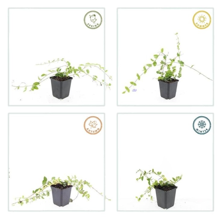 Petite Pervenche 'Blue and Gold' -  60