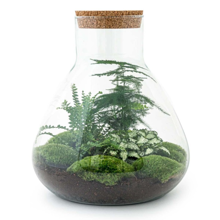 Kit Terrarium DIY - SAMOS -  Avec LED Caféier + Fittonia rouge et Verte Pelle + rateau + Pince