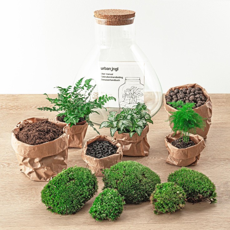 Kit Terrarium DIY - SAMOS -  Sans LED Asparagus + Fittonia + Lierre Pelle + rateau + Pince