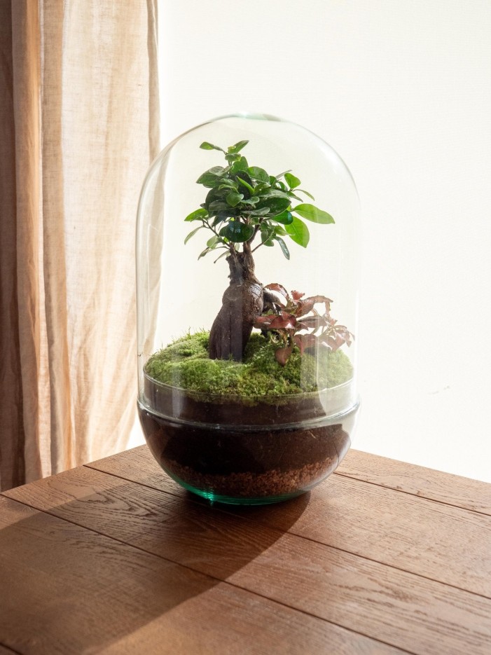 Terrarium - Rio