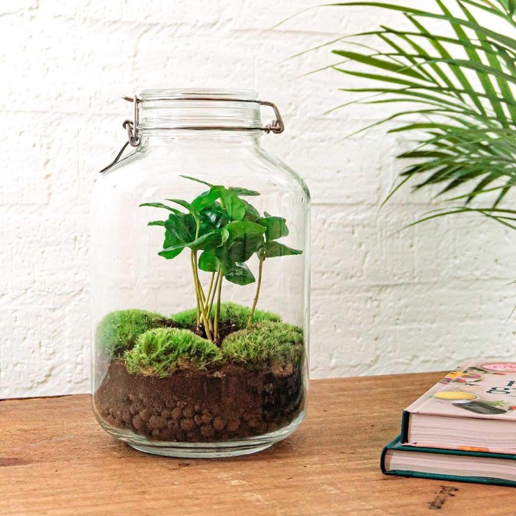 Kit terrarium DIY - OSLO -  Ficus Sans outil