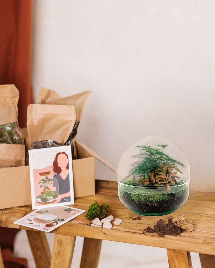 Kit Terrarium DIY - DOME -  Calathea/Fittonia Verte Sans outil