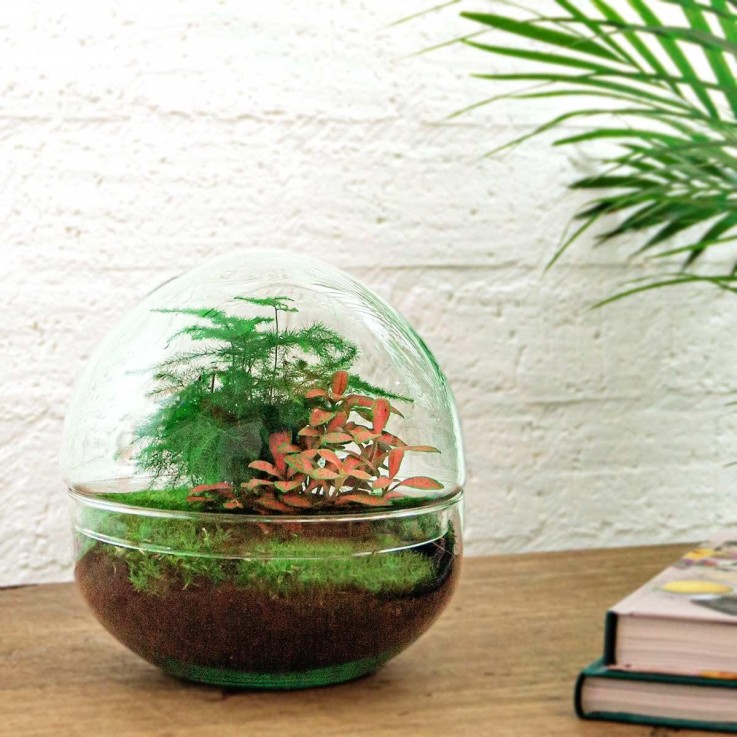 Kit Terrarium DIY - DOME -  Calathea/Fittonia Verte Sans outil