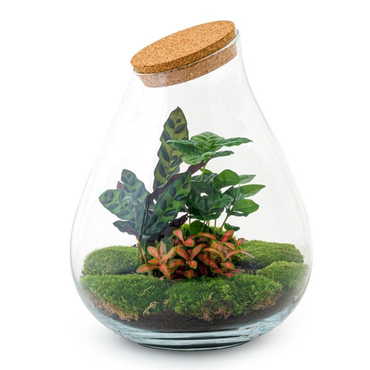 Kit Terrarium DIY - DOORN -  Calathéa + Caféier + Fittonia Rateau + Pelle
