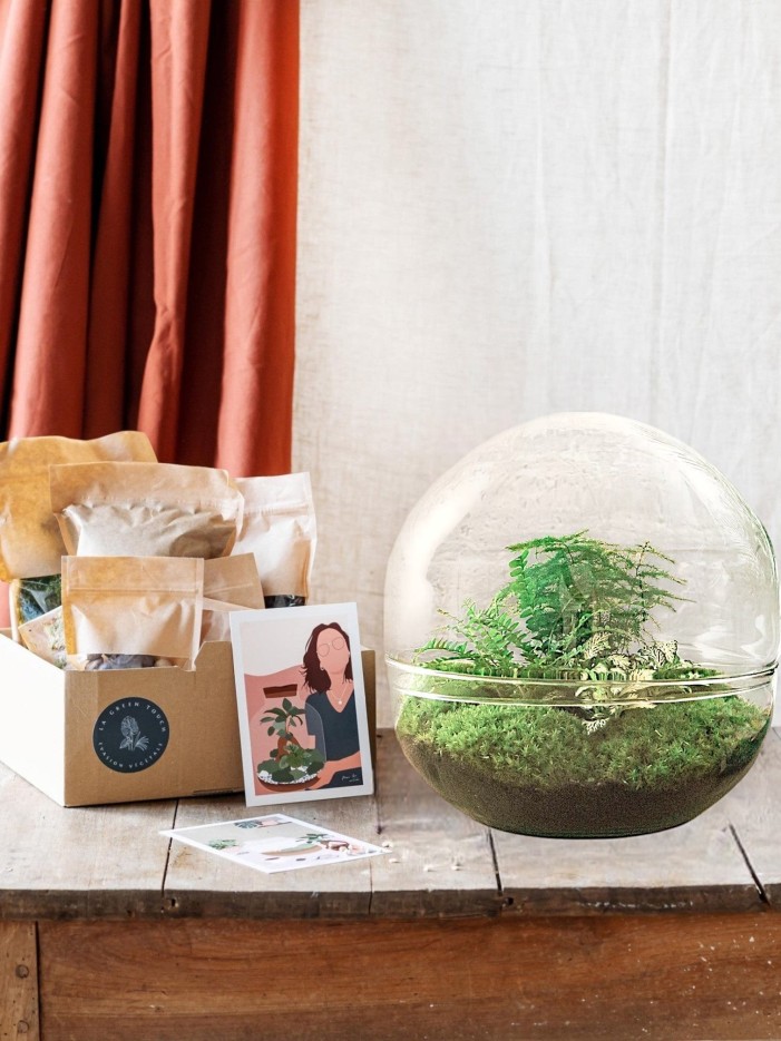 Kit Terrarium DIY - DOME XL -  Asparagus + Lierre + Fittonia Rateau + Pelle + Pince + Ciseaux