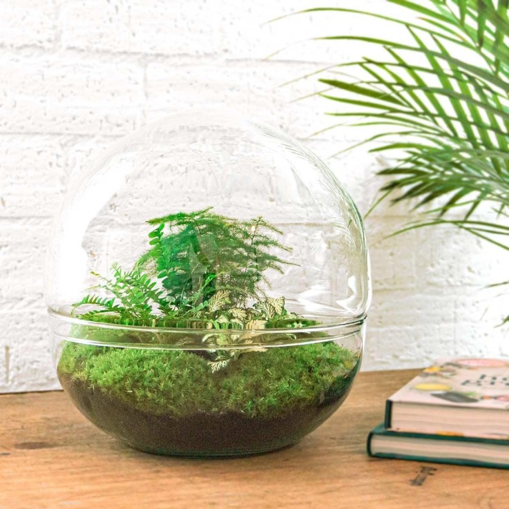 Kit Terrarium DIY - DOME XL -  Asparagus + Lierre + Fittonia Rateau + Pelle + Pince + Ciseaux