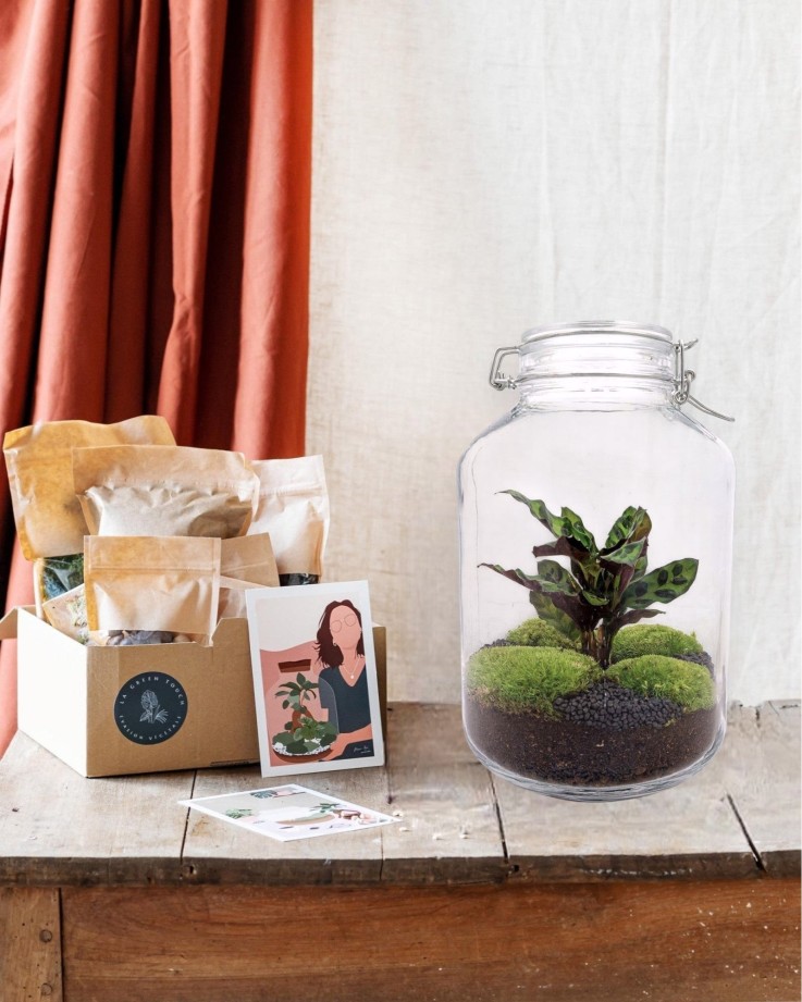 Kit terrarium DIY - OSLO -  Calathéa Leopardina Sans outil