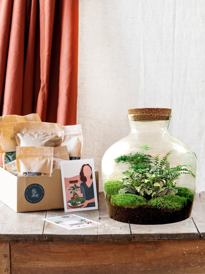 Kit Terrarium DIY - JOY -  Calathéa + 2 Fittonia Rateau + pelle + Pince + Ciseaux