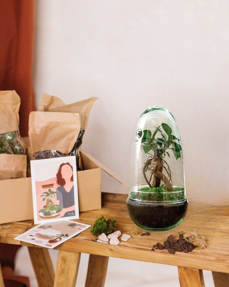 Kit Terrarium DIY - ALBA -  Caféier