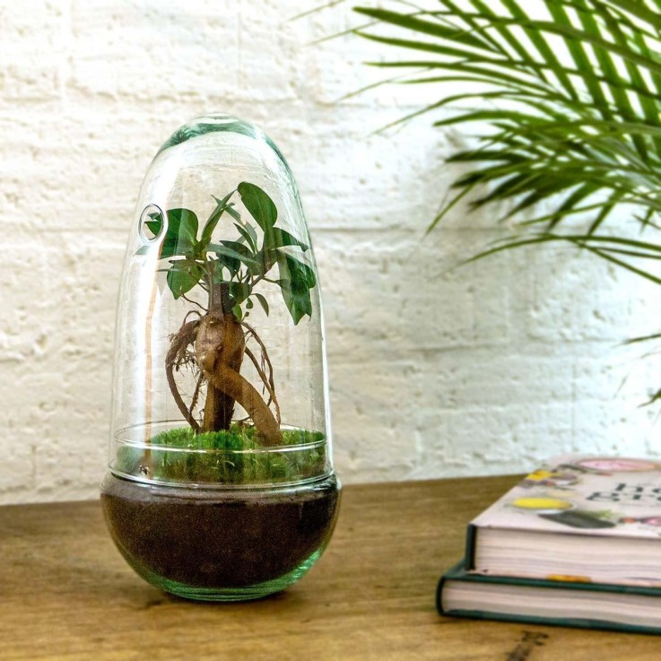 Kit Terrarium DIY - ALBA -  Caféier