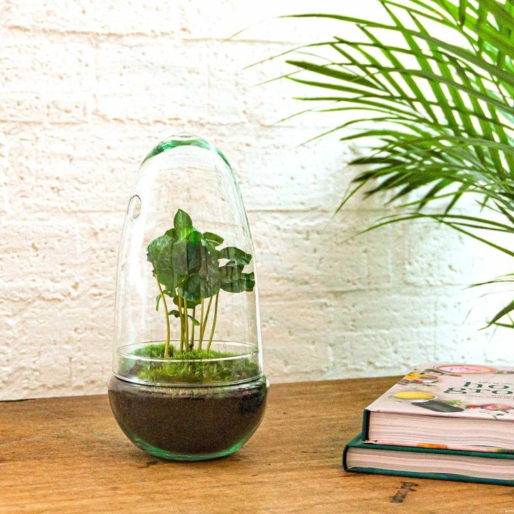 Kit Terrarium DIY - ALBA -  Caféier