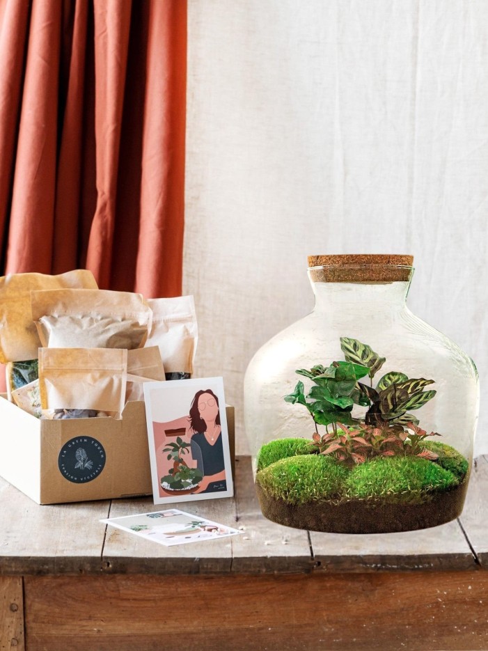 Kit Terrarium DIY - JOY -  Calathea + Caféier + Fittonia rouge Rateau + pelle