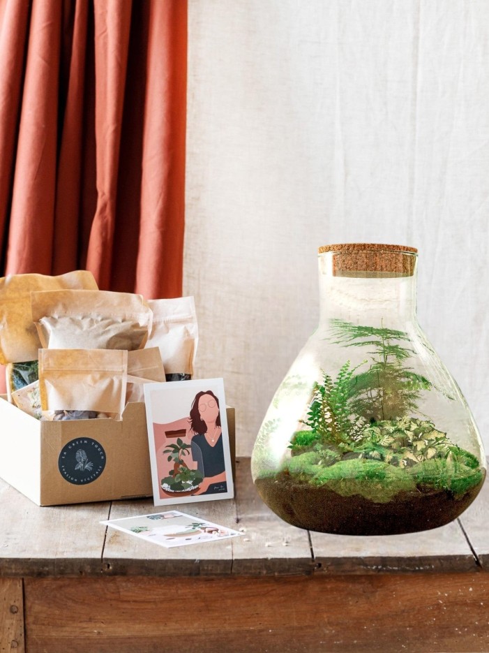 Kit Terrarium DIY - SAMOS -  Sans LED Ficus + Fittonia Rouge et Verte Rateau + Pelle