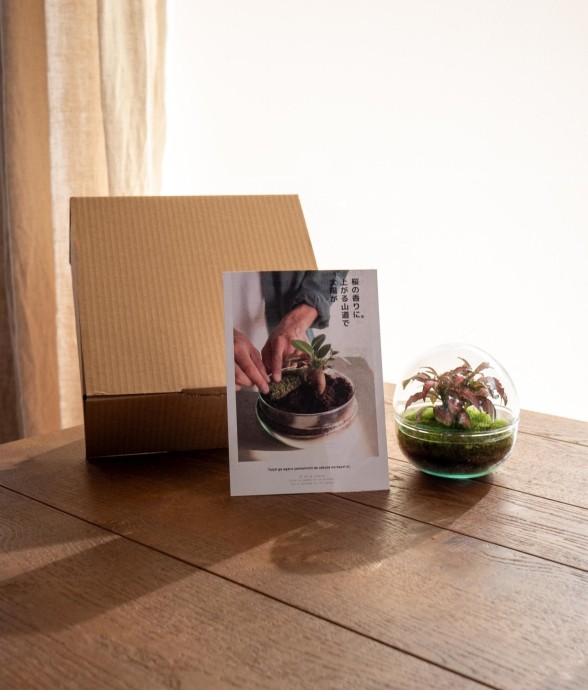 Kit Terrarium DIY - BOHOL